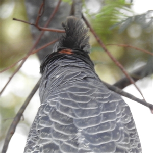 Callocephalon fimbriatum at Acton, ACT - 5 Dec 2024