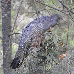 Callocephalon fimbriatum at Acton, ACT - 5 Dec 2024