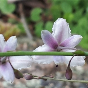 Arthropodium milleflorum at Yaouk, NSW - 1 Dec 2024