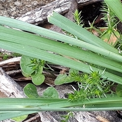 Arthropodium milleflorum at Yaouk, NSW - suppressed