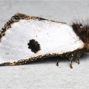 Epicoma melanospila (Black Spot Moth) at Rosedale, NSW by jb2602