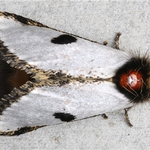 Epicoma melanospila at Rosedale, NSW - 3 Dec 2024