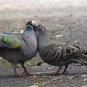 Phaps chalcoptera (Common Bronzewing) at Acton, ACT by HelenCross