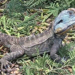 Intellagama lesueurii howittii (Gippsland Water Dragon) at Acton, ACT by HelenCross