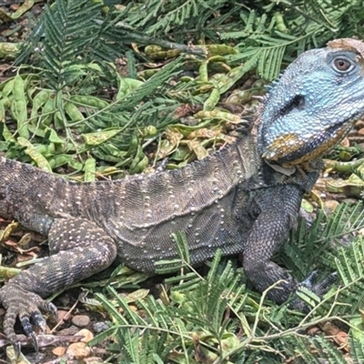 Intellagama lesueurii howittii (Gippsland Water Dragon) at Acton, ACT - 5 Dec 2024 by HelenCross