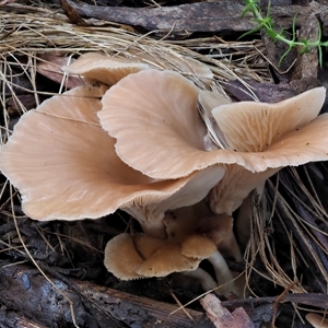 zz agaric (stem; gills not white/cream) at Uriarra Village, ACT by KenT