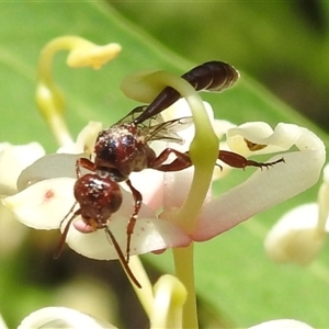 Pseudofoenus sp. (genus) (Unidentified bee-parasite wasp, burrowing bee parasite wasp) at Acton, ACT by HelenCross