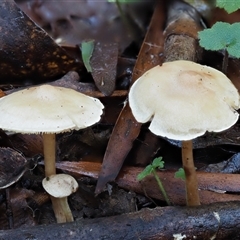 Rhodocollybia sp. at Uriarra Village, ACT - 10 Jun 2024 by KenT