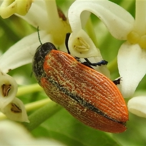 Castiarina rufipennis at Acton, ACT - 5 Dec 2024