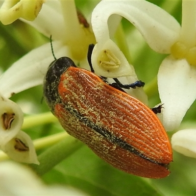 Castiarina rufipennis (Jewel beetle) at Acton, ACT - 5 Dec 2024 by HelenCross