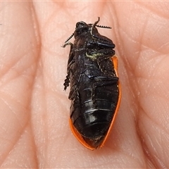 Castiarina rufipennis at Acton, ACT - 5 Dec 2024