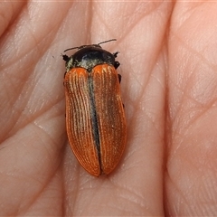 Castiarina rufipennis at Acton, ACT - 5 Dec 2024 12:53 PM