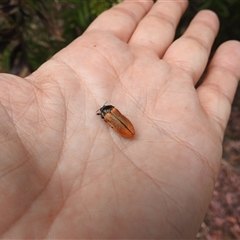 Castiarina rufipennis at Acton, ACT - 5 Dec 2024 12:53 PM