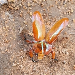 Anoplognathus sp. (genus) at Penrose, NSW - suppressed