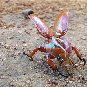 Anoplognathus sp. (genus) at Penrose, NSW - suppressed