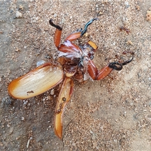 Anoplognathus sp. (genus) at Penrose, NSW - 5 Dec 2024