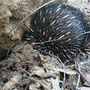 Tachyglossus aculeatus at Penrose, NSW - 5 Dec 2024 07:25 PM