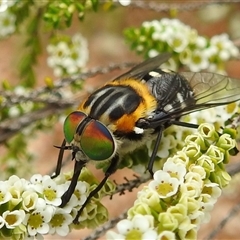 Scaptia (Scaptia) auriflua (A flower-feeding march fly) at Acton, ACT - 5 Dec 2024 by HelenCross