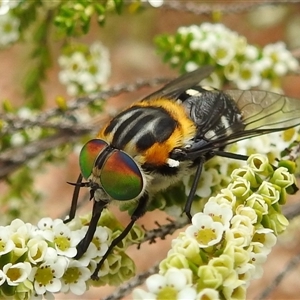 Scaptia (Scaptia) auriflua at Acton, ACT by HelenCross