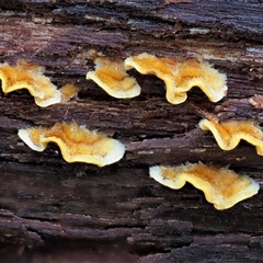 Stereum hirsutum (Hairy Curtain Crust) at Uriarra Village, ACT - 8 Jun 2024 by KenT