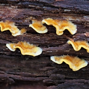 Stereum hirsutum at Uriarra Village, ACT - 8 Jun 2024