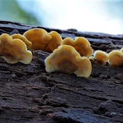 Stereum hirsutum at Uriarra Village, ACT - 8 Jun 2024