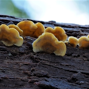 Stereum hirsutum at Uriarra Village, ACT - 8 Jun 2024