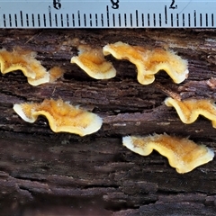 Stereum hirsutum at Uriarra Village, ACT - 8 Jun 2024