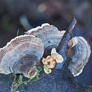 Trametes versicolor at Uriarra Village, ACT - 8 Jun 2024