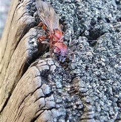 Podomyrma gratiosa (Muscleman tree ant) at Seymour, VIC - 5 Dec 2024 by FeralGhostbat