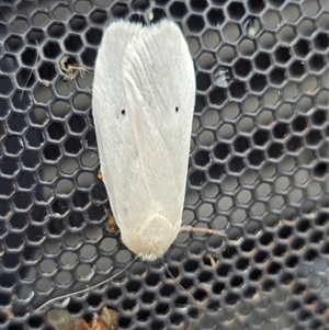 Maroga melanostigma at Pialligo, ACT - 3 Dec 2024 10:02 AM