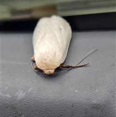 Maroga melanostigma at Pialligo, ACT - 3 Dec 2024 10:02 AM