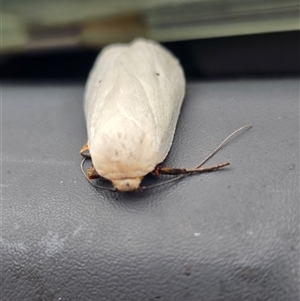 Maroga melanostigma at Pialligo, ACT - 3 Dec 2024 10:02 AM