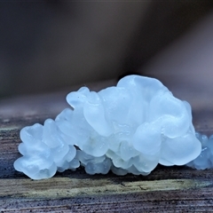 Tremella fuciformis (Snow Fungus) at Uriarra Village, ACT - 8 Jun 2024 by KenT