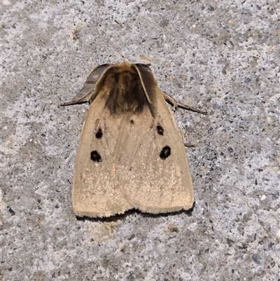 Anthela ocellata (Eyespot Anthelid moth) at Pialligo, ACT - 1 Dec 2024 by FeralGhostbat