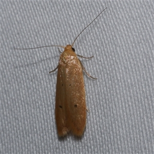 Platoloncha psamathina at Freshwater Creek, VIC - suppressed