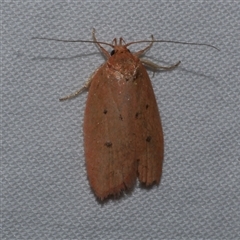 Garrha leucerythra (A concealer moth) at Freshwater Creek, VIC - 15 Apr 2020 by WendyEM