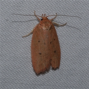 Garrha leucerythra at Freshwater Creek, VIC - 15 Apr 2020 09:47 PM