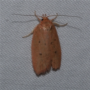 Garrha leucerythra at Freshwater Creek, VIC - 15 Apr 2020