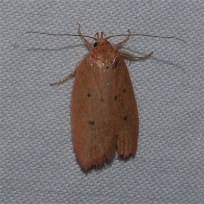 Garrha leucerythra (A concealer moth) at Freshwater Creek, VIC - 15 Apr 2020 by WendyEM