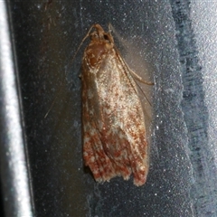 Syringoseca rhodoxantha (A concealer moth) at Freshwater Creek, VIC - 15 Apr 2020 by WendyEM