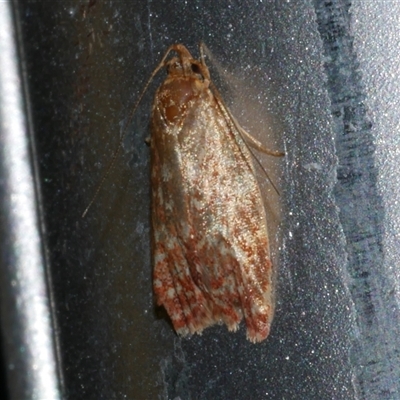 Syringoseca rhodoxantha (A Concealer moth (Wingia group)) at Freshwater Creek, VIC - 15 Apr 2020 by WendyEM