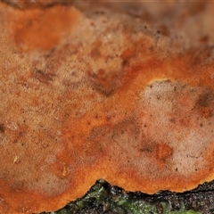 Hymenochaete at Uriarra Village, ACT - 10 Jun 2024 10:41 AM