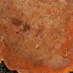 Hymenochaete at Uriarra Village, ACT - 10 Jun 2024 10:41 AM