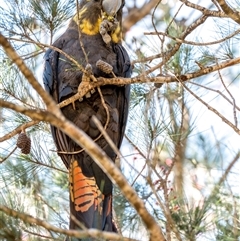 Calyptorhynchus lathami lathami (Glossy Black-Cockatoo) at Penrose, NSW - 17 Apr 2020 by Aussiegall