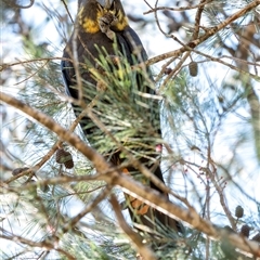 Calyptorhynchus lathami lathami at Penrose, NSW - suppressed