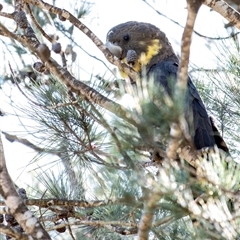 Calyptorhynchus lathami lathami at Penrose, NSW - suppressed