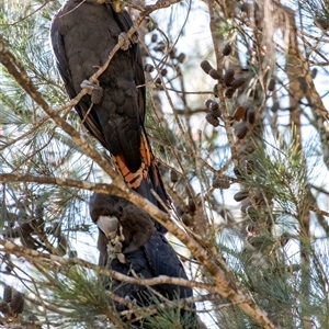 Calyptorhynchus lathami lathami at Penrose, NSW - suppressed