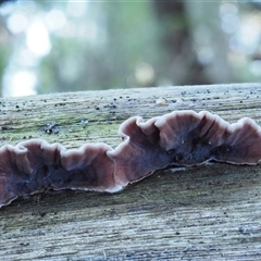 Xylobolus illudens (Purplish Stereum) at Uriarra Village, ACT - 8 Jun 2024 by KenT