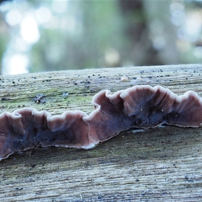 Xylobolus illudens (Purplish Stereum) at Uriarra Village, ACT - 8 Jun 2024 by KenT